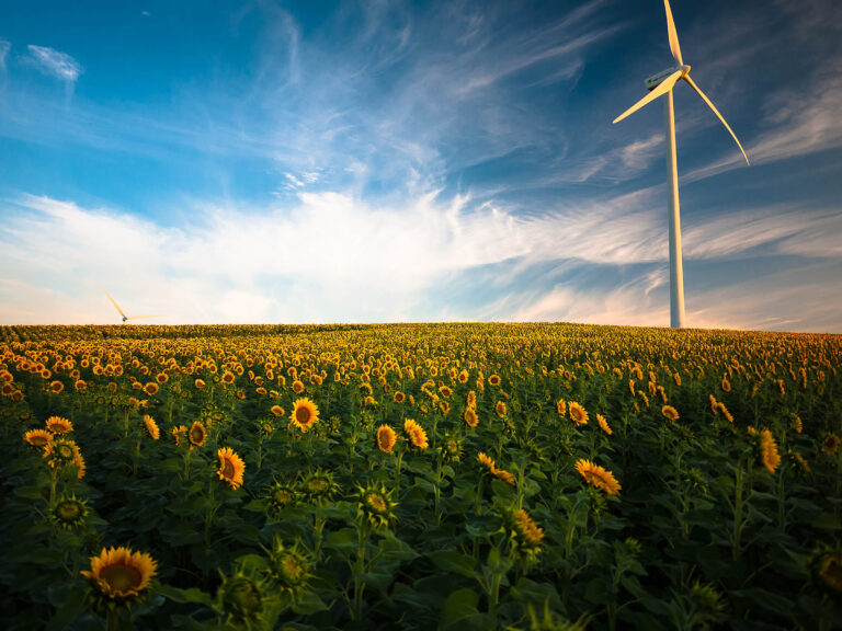 sunflower_meadow